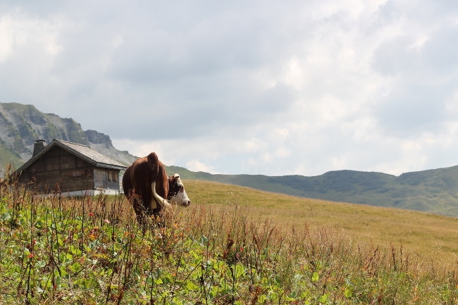 hautesavoie6