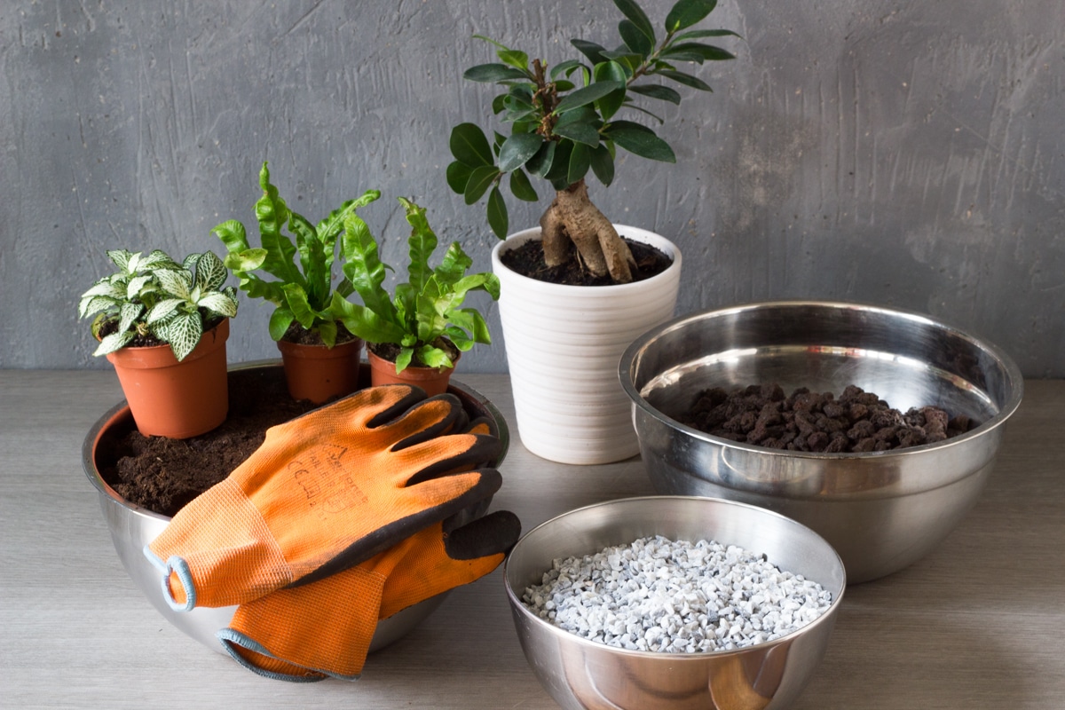 diy : apprendre à créer son propre terrarium humide facilement