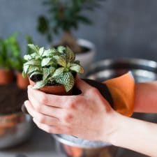 DIY : Un terrarium humide pour la maison