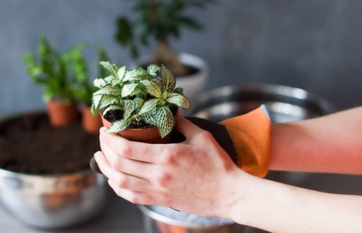 diy : apprendre à créer son propre terrarium humide facilement