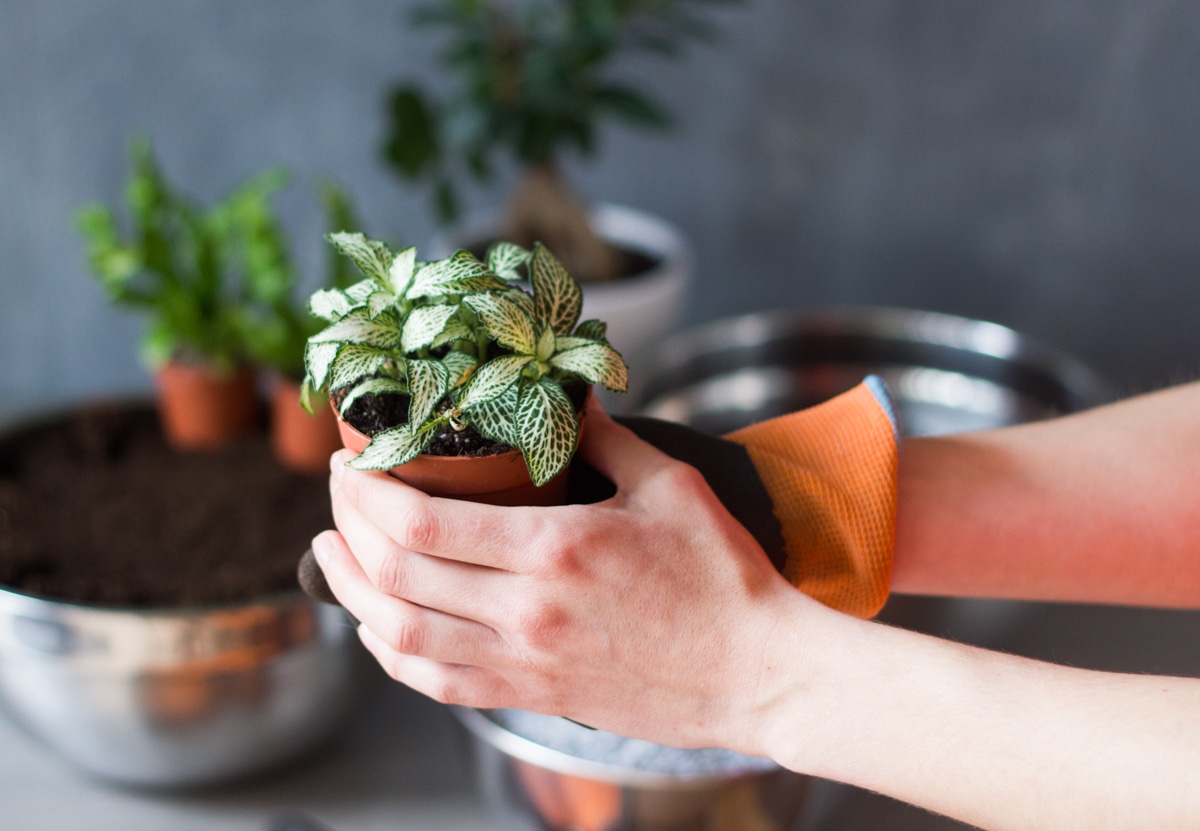 diy : apprendre à créer son propre terrarium humide facilement