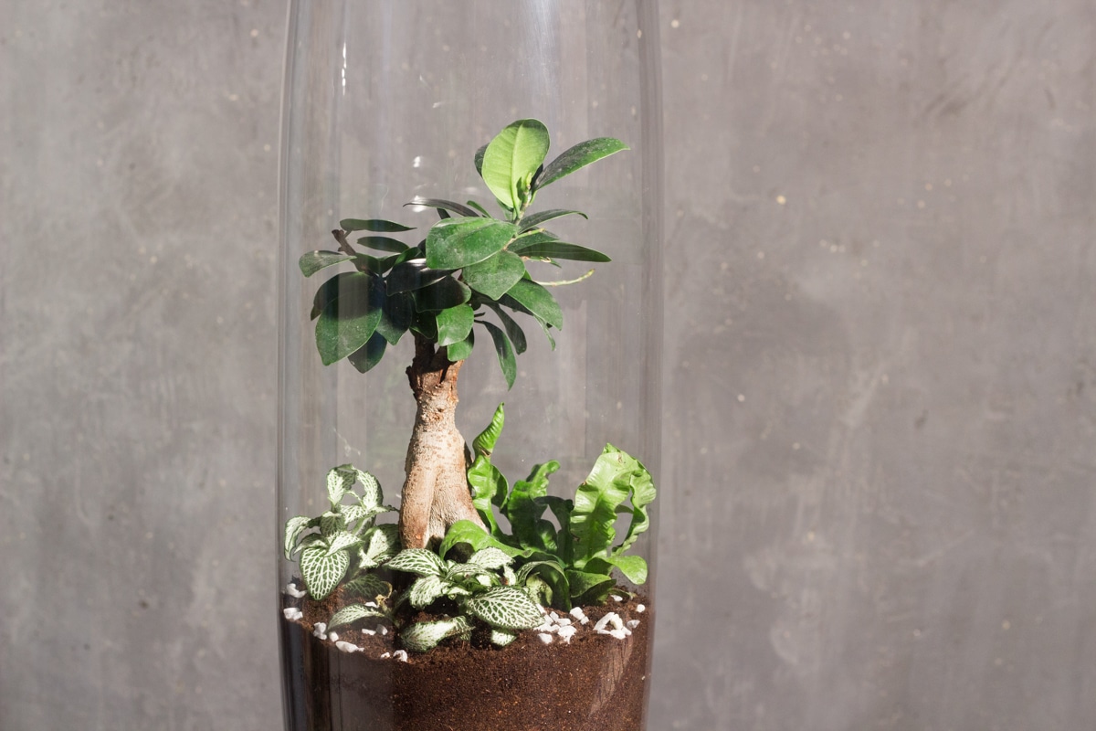 diy : apprendre à créer son propre terrarium humide facilement