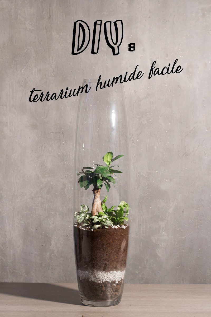 diy : apprendre à créer son propre terrarium humide facilement
